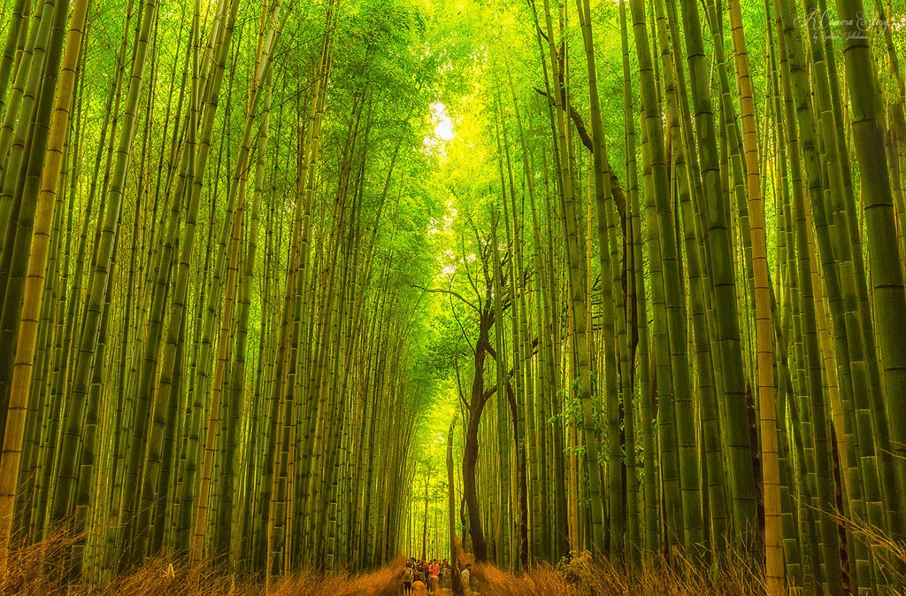2. Arashiyama Bamboo Forest