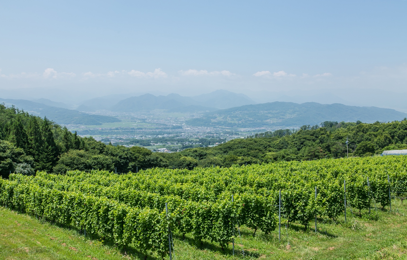 Mastering Winemaking in Nagano
