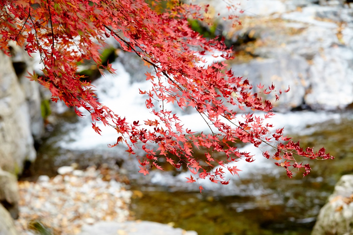 벚꽃과 단풍 명소, 세츠쿄 공원