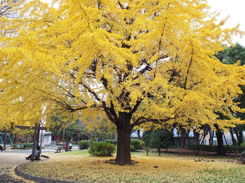 9 Shiba Park