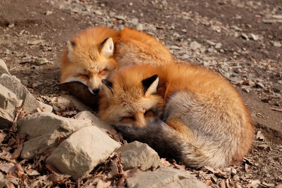 2. หมู่บ้านสุนัขจิ้งจอกซาโอะ จ.มิยางิ (Zao Fox  Village, Miyagi)