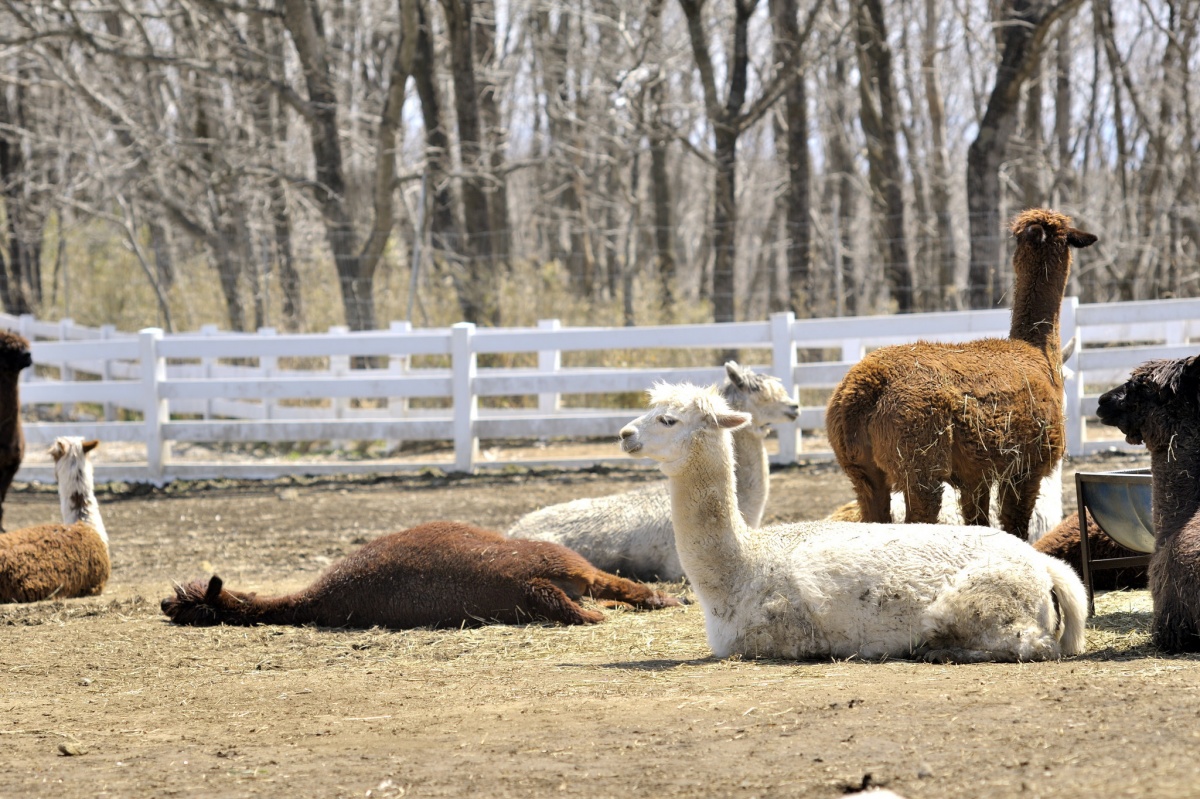 3. นาสุ อัลปาก้าฟาร์ม จ.โทชิงิ (Nasu Alpaca Farm, Tochigi)