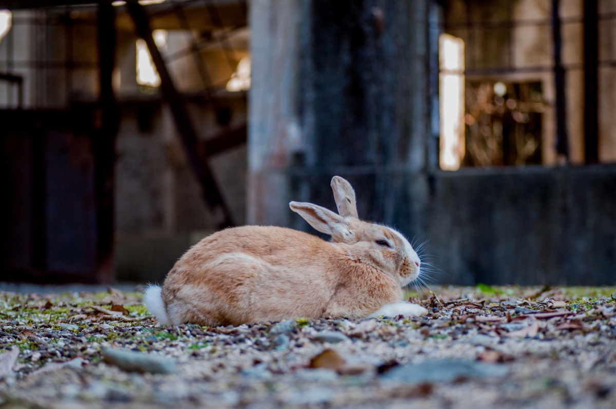 4. เกาะกระต่าย โอคุโนะชิม่า จ.ฮิโรชิม่า (Okunoshima, Hiroshima)