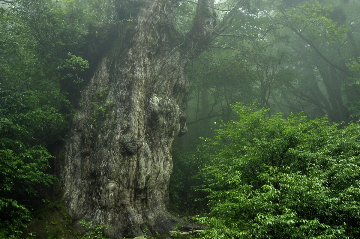 2. เส้นทางไปชมต้นสนเก่าแก่ โจมงสุกิ (Jomonsugi Trail)