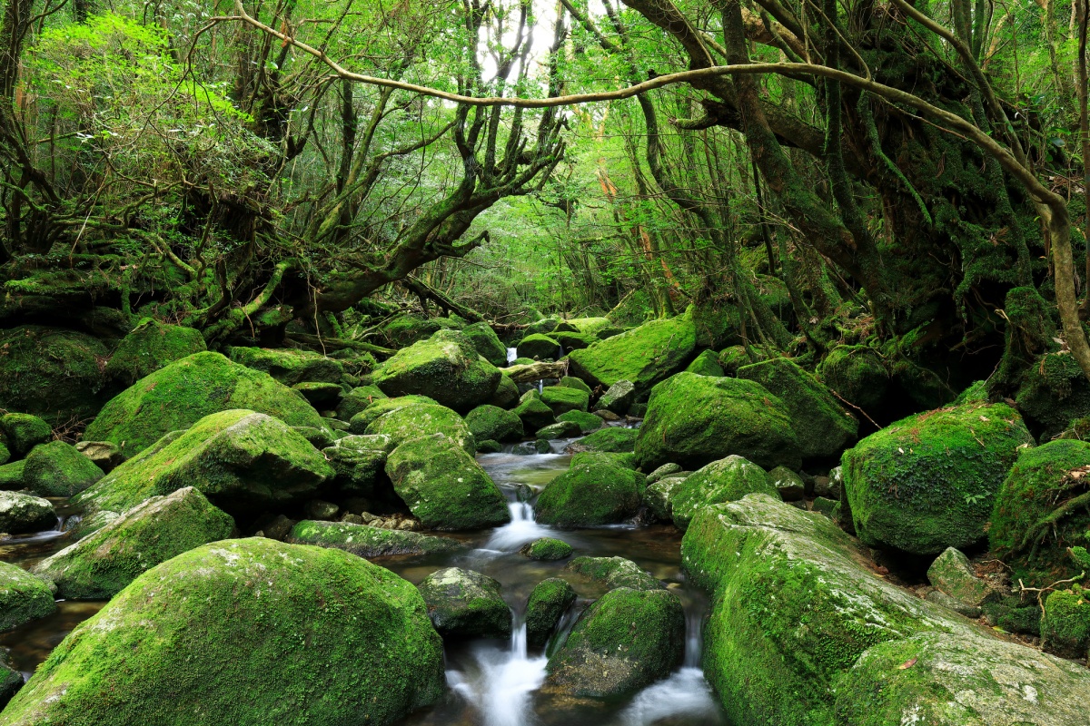 3. เส้นทางหุบเขาชิราทานิ-อุนซุยเคียว (Shiratani Unsui-kyo Gorge Trail)