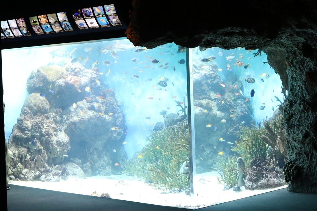 10. พิพิธภัณฑ์สัตว์น้ำชิโมโนเซกิ (Shimonoseki Aquarium)