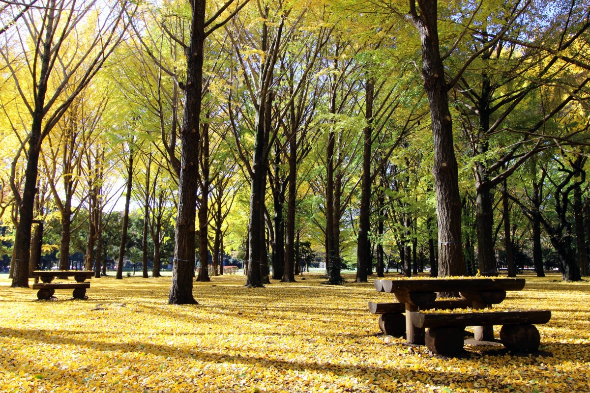 Yoyogi Park