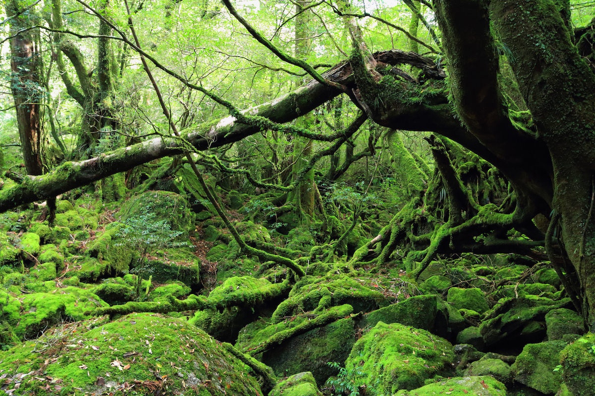 열대 우림을 체험할 수 있는 야쿠섬
