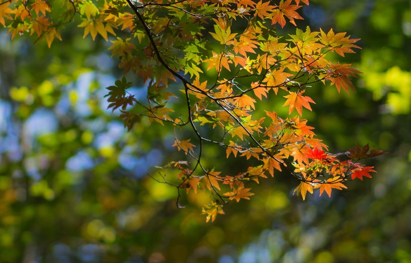 알록달록 물든 오쿠닛코산에서 바라보는 가을