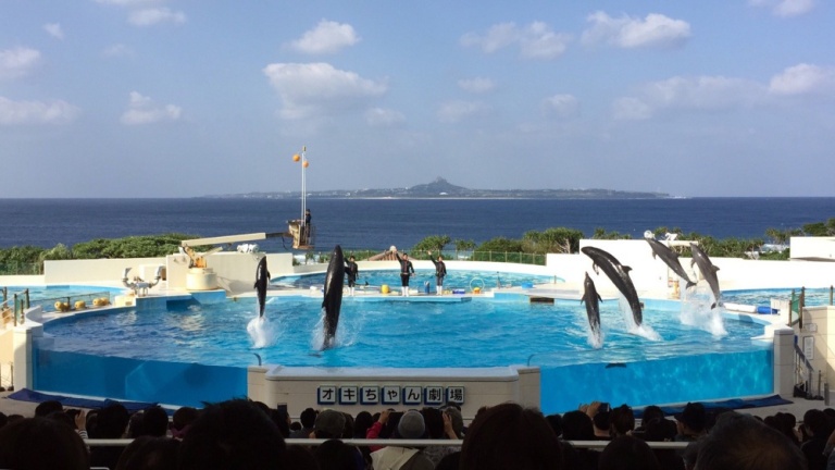 10. Dolphin Show at Okichan Theater (Motobu, Okinawa Prefecture)