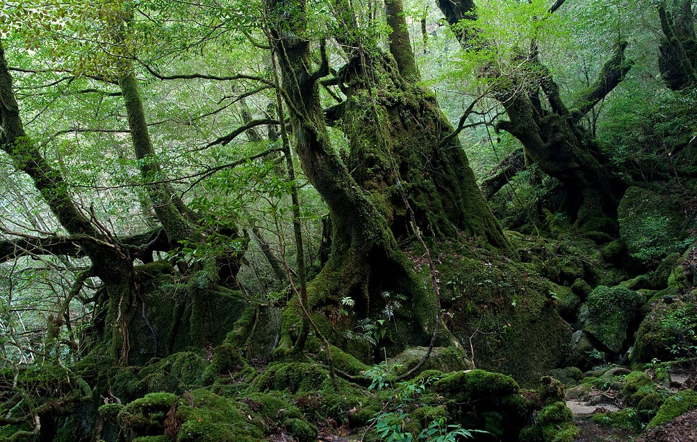 8. เกาะยาคุชิมะ  จังหวัดคาโกชิมะ (Yakushima Island, Kagoshima)