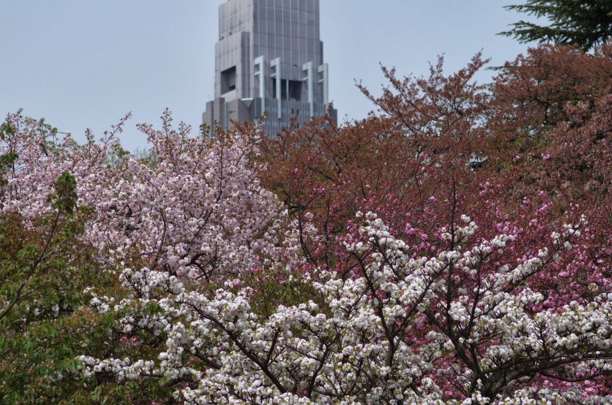 2 Shinjuku Gyoen - สวนชินจูกุเกียวเอน