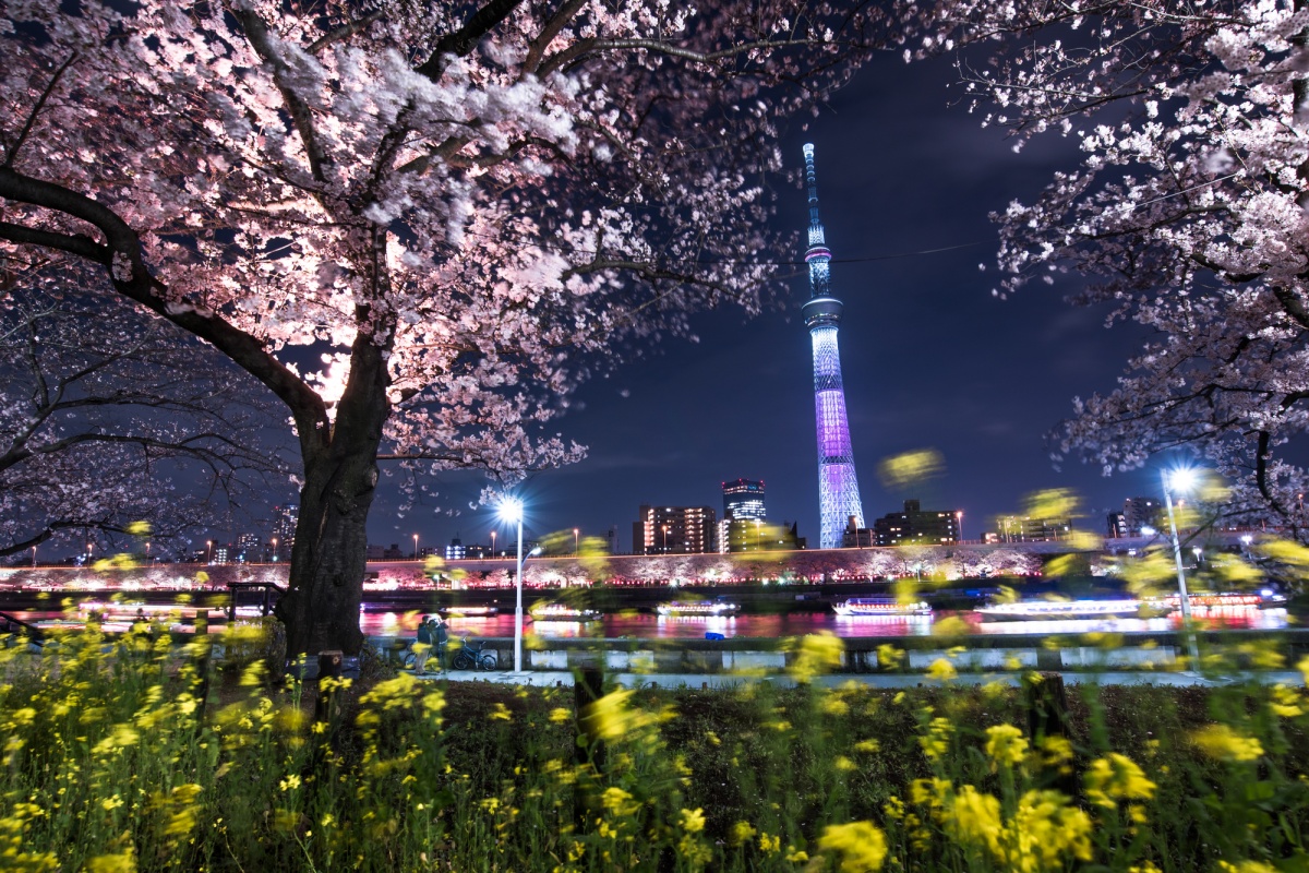 5 Sumida Park - สวนสุมิดะ