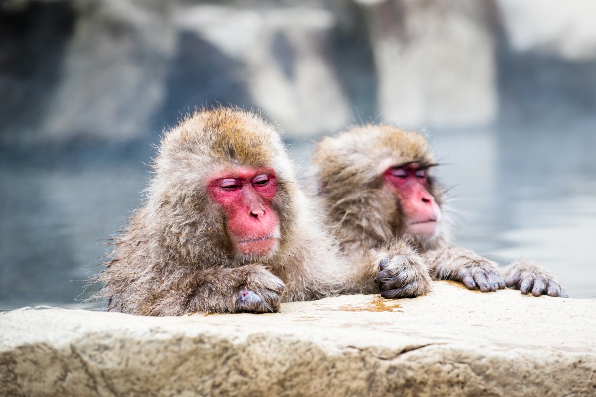 6. Snow Monkeys (Nagano)