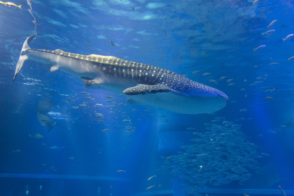 Osaka Aquarium Kaiyukan (海遊館)