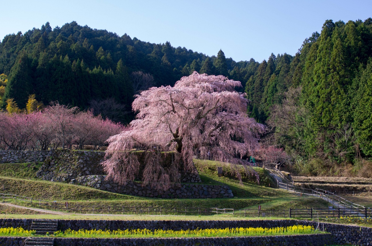 6. Matabei Cherry Blossom Tree - Uda