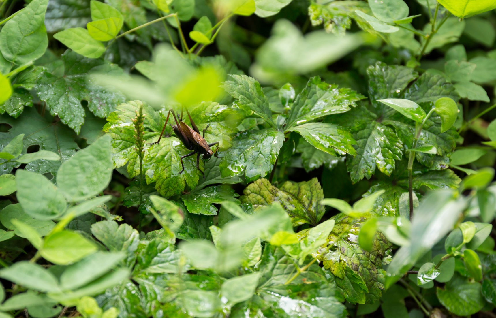 The Next Big Food to Hop onto Japanese Menus?