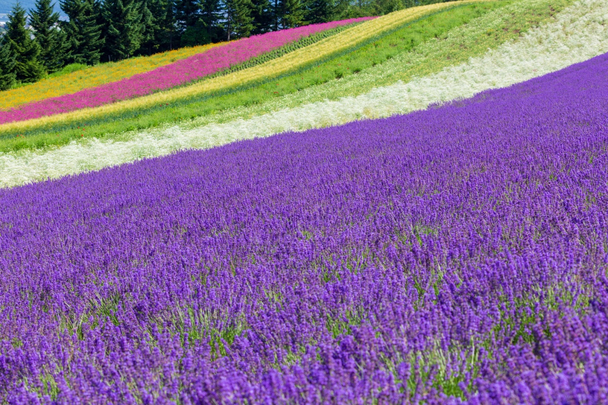 1.ทุ่งลาเวนเดอร์สุดฮอตแห่ง Furano ที่ฟาร์ม Tomita