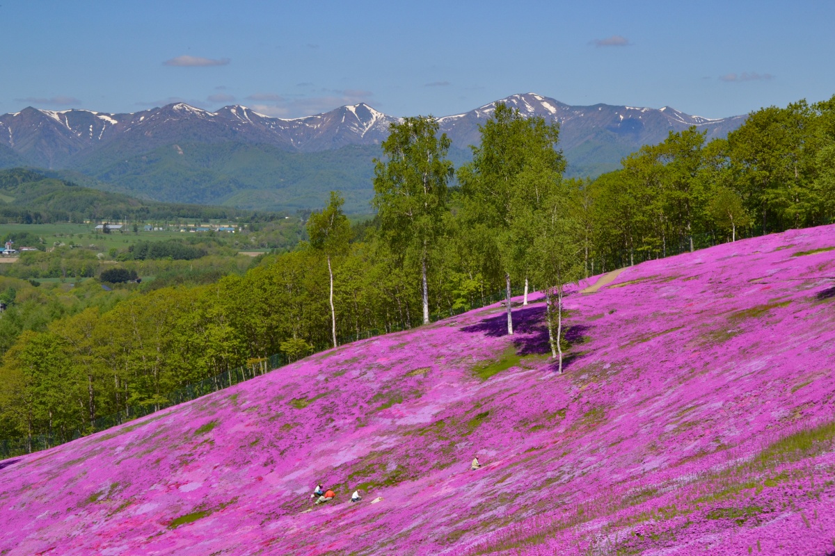 4. Takinoue สวนสีชมพูของดอกชิบะซากุระ ที่เมือง Monbetsu