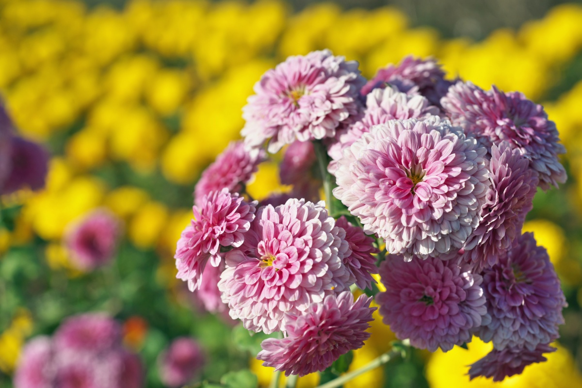 3. ดอกเบญจมาศ (Chrysanthemum)