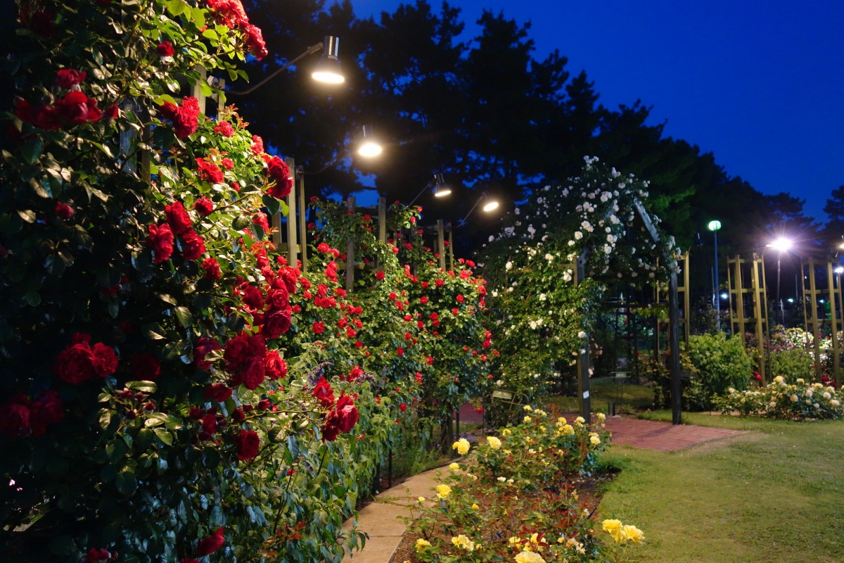 4. Hamadera Park Rose Garden