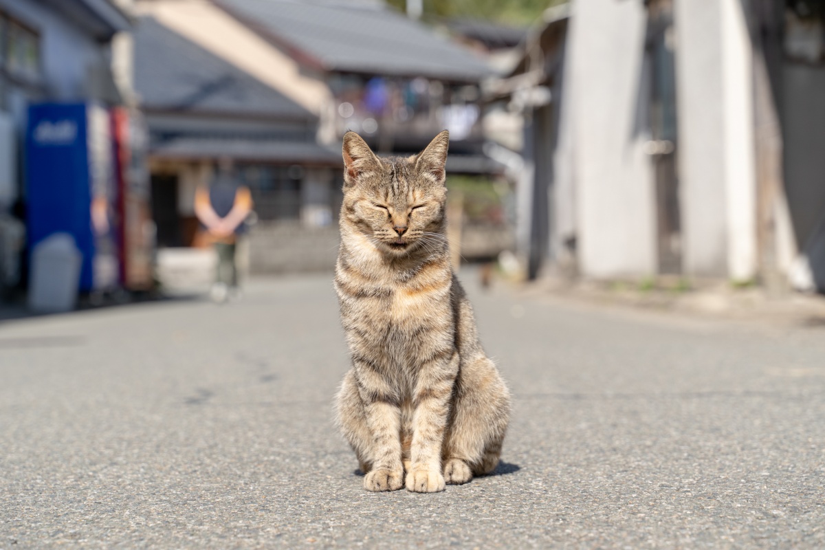 3.นั่งเรือไปหาแมวที่เกาะ Ainoshima