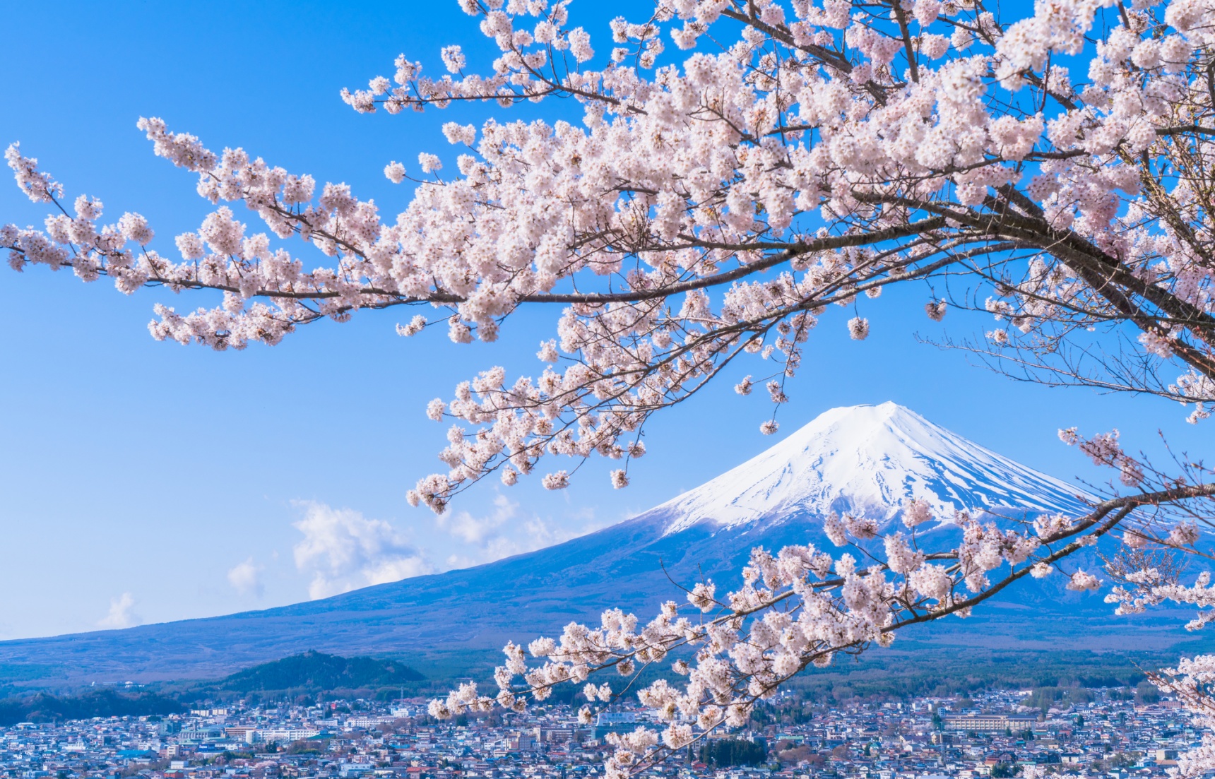 Updated 2019 Cherry Blossom Forecast!