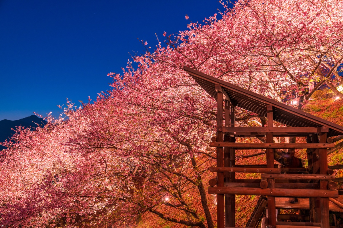 2. ไปเที่ยวงาน Matsuda Sakura Festival ที่ จ.Kanagawa