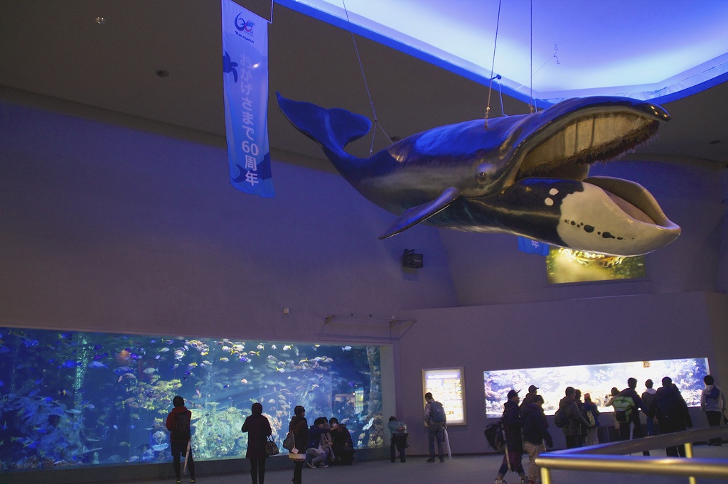 6 พิพิธภัณฑ์สัตว์น้ำโทบะ (Toba Aquarium)