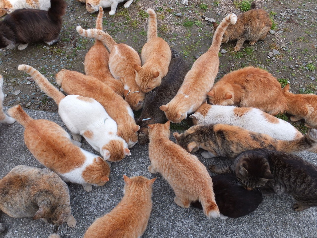 1. เกาะแมวอาโอชิม่า จ.เอฮิเมะ (Aoshima Cat Island, Ehime)