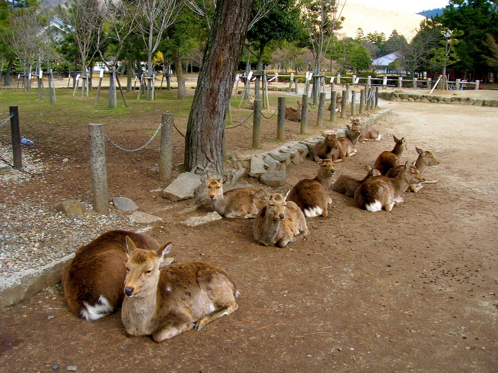 3. สวนสาธารณะนารา จ. นารา (Nara Park, Nara)