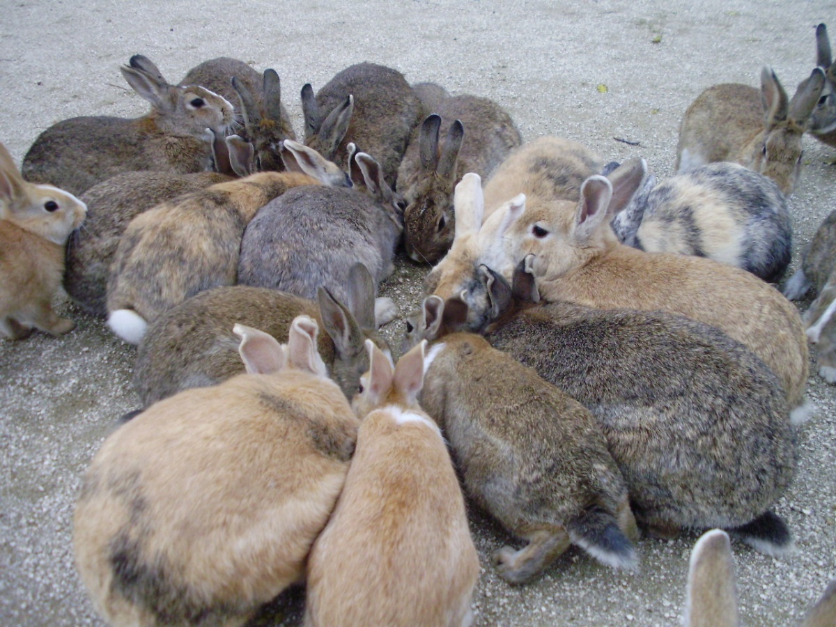 4. เกาะกระต่าย โอคุโนะชิม่า จ.ฮิโรชิม่า (Okunoshima, Hiroshima)