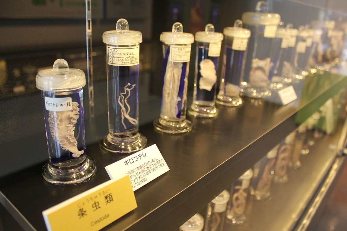 7. พิพิธภัณฑ์ปรสิตวิทยาเมกุโระ โตเกียว (Meguro Parasitological Museum, Tokyo)