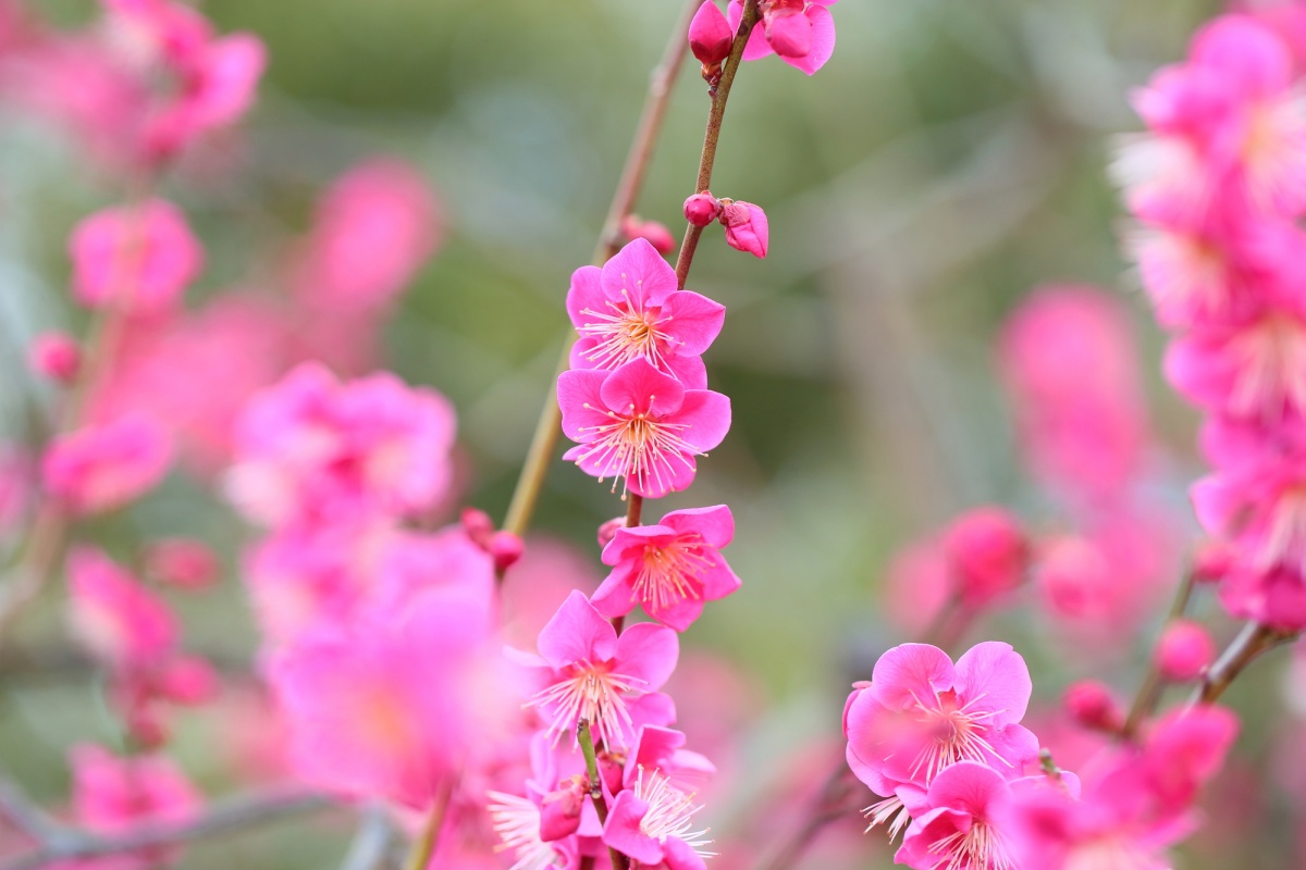 Different Types of Blossoms