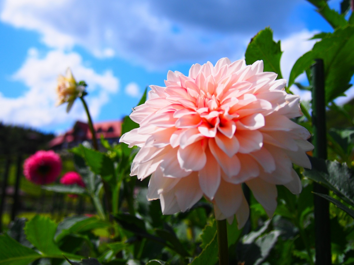 สวนดอกดาเลียแห่งอาคิตะ (Akita International Dahlia Garden)