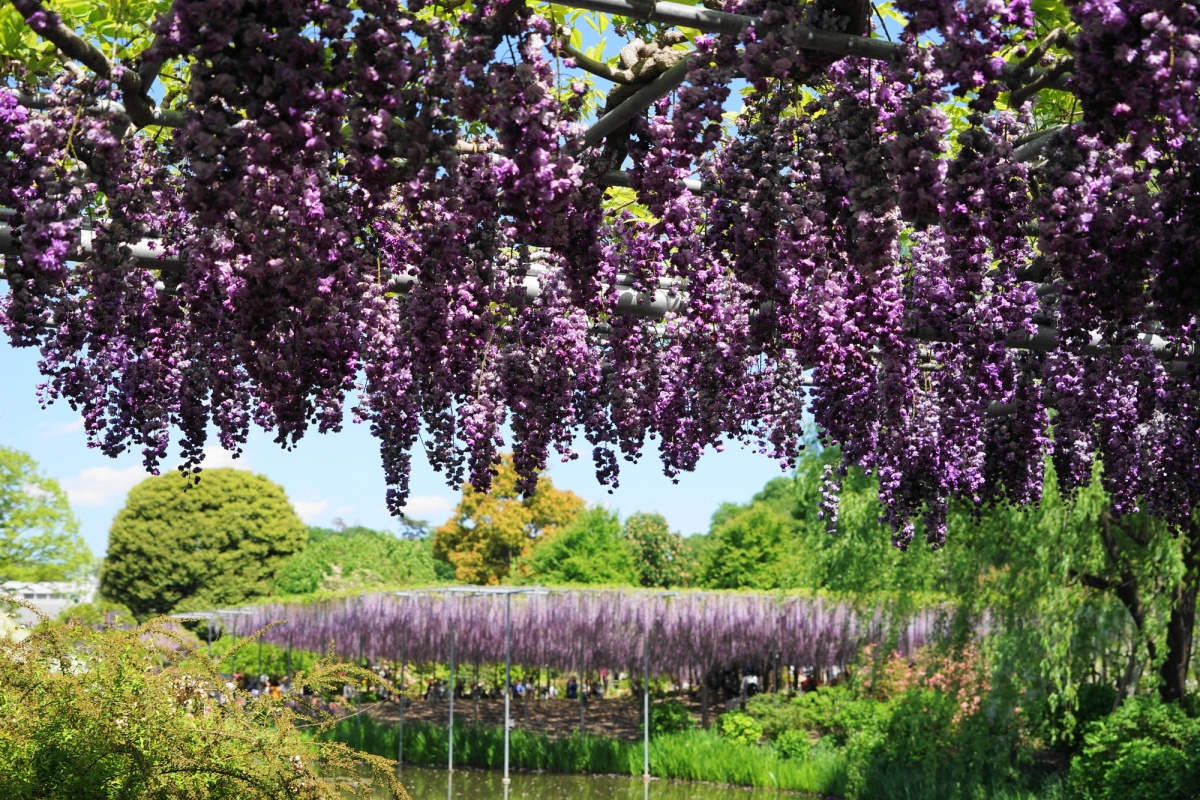 5. สวนดอกไม้อะชิคากะ Ashikaga Flower Park