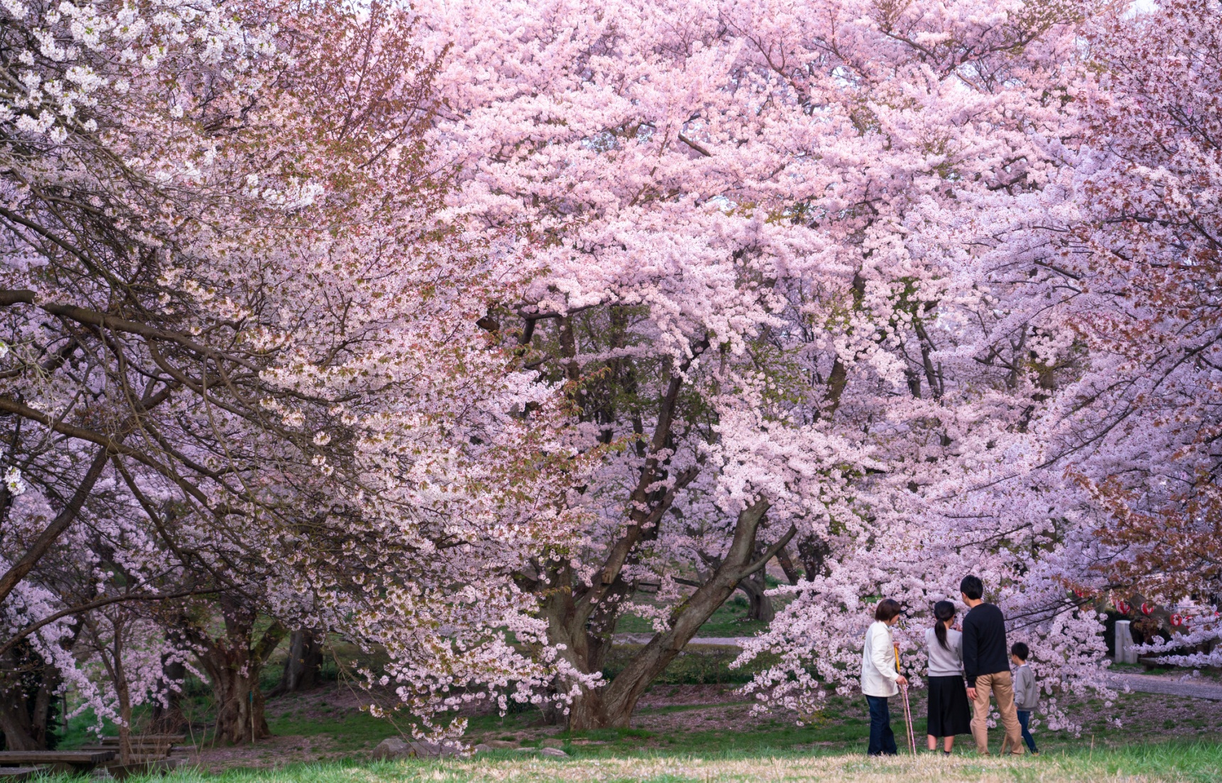 Incredible Cherry Blossoms in Kagawa