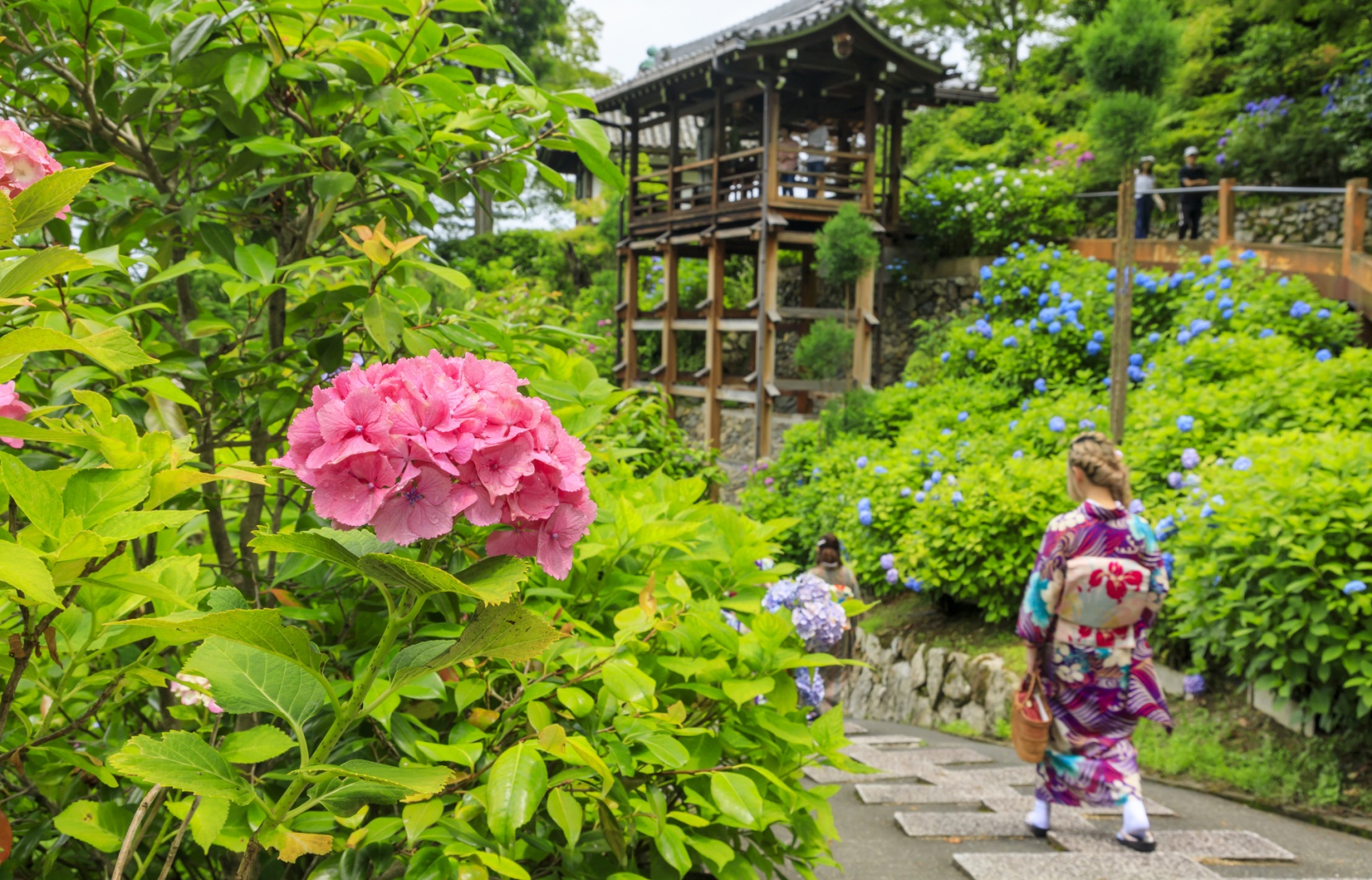 紫陽花開！漫步日本各地遇見初夏好風光