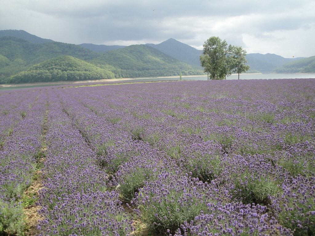 9 ทุ่งลาเวนเดอร์ที่ทะเลสาบคานายามะ (Kanayama Lake)