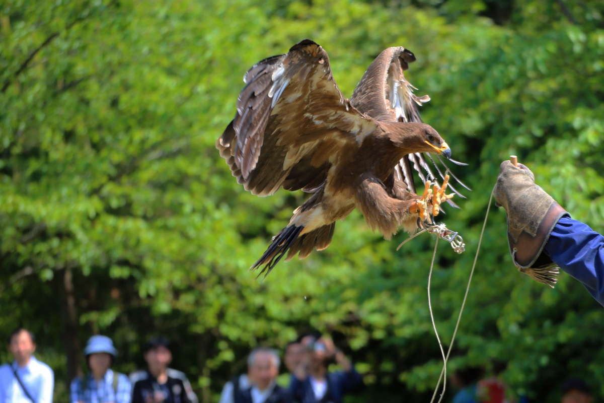 5. สวนนกมัตสึเอะ (Matsue Vogel Park)