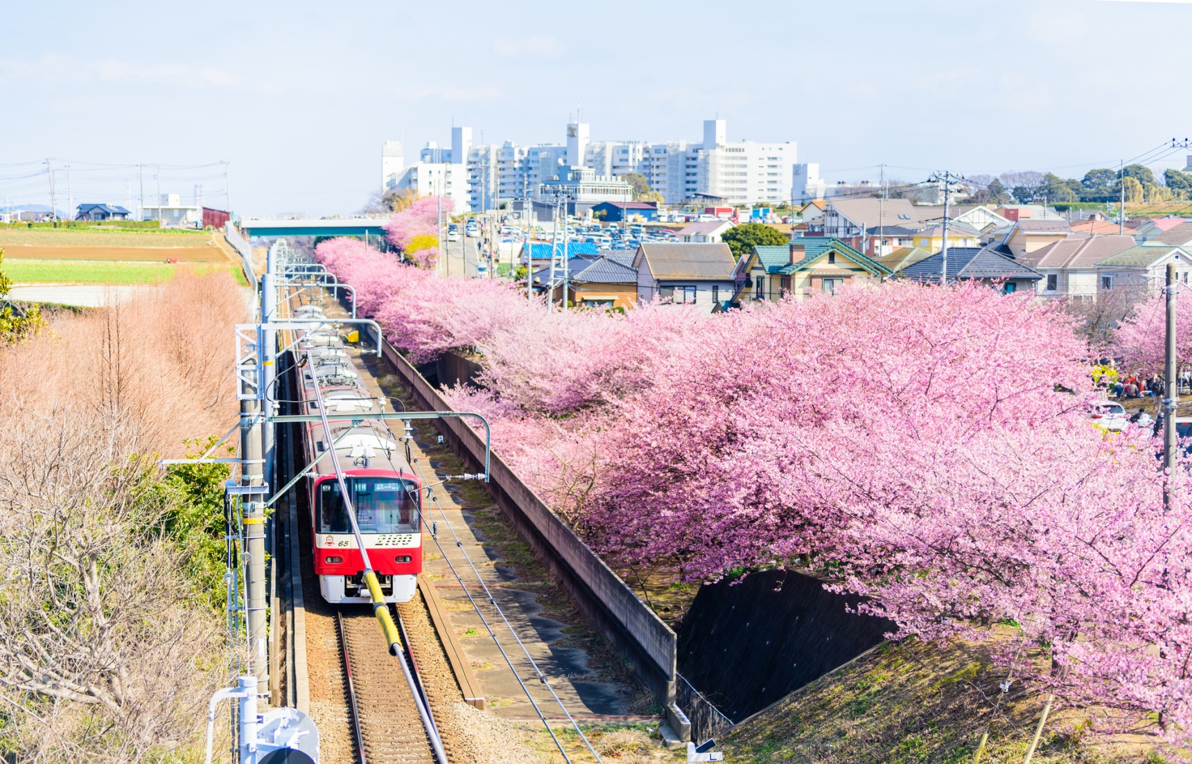 Incredible Drive-By Hanami on a Tokyo Train