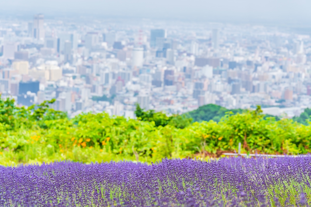 1 ทุ่งดอกลาเวนเดอร์ สวนโฮโรมิโตเงะ (Horomitoge Lavender Garden)