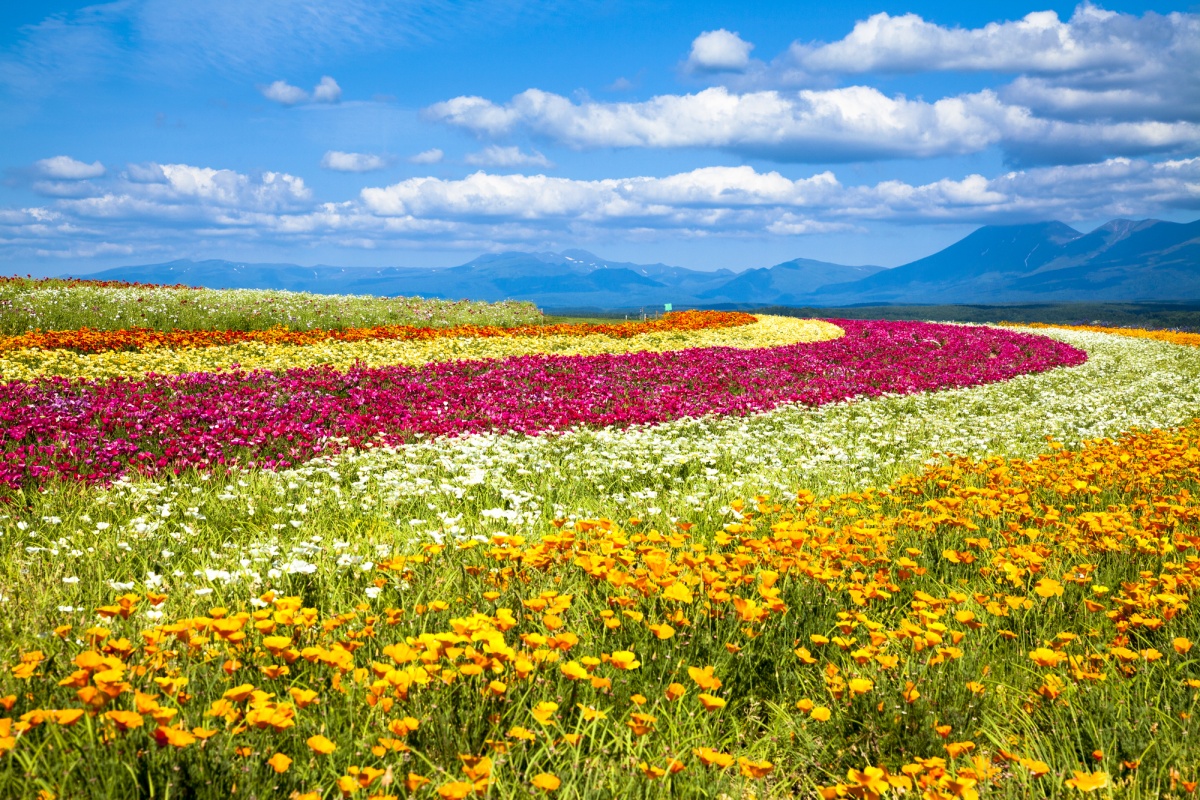 7 ฟลาวเวอร์แลนด์คามิฟุราโนะ (Flower Land Kamifurano)