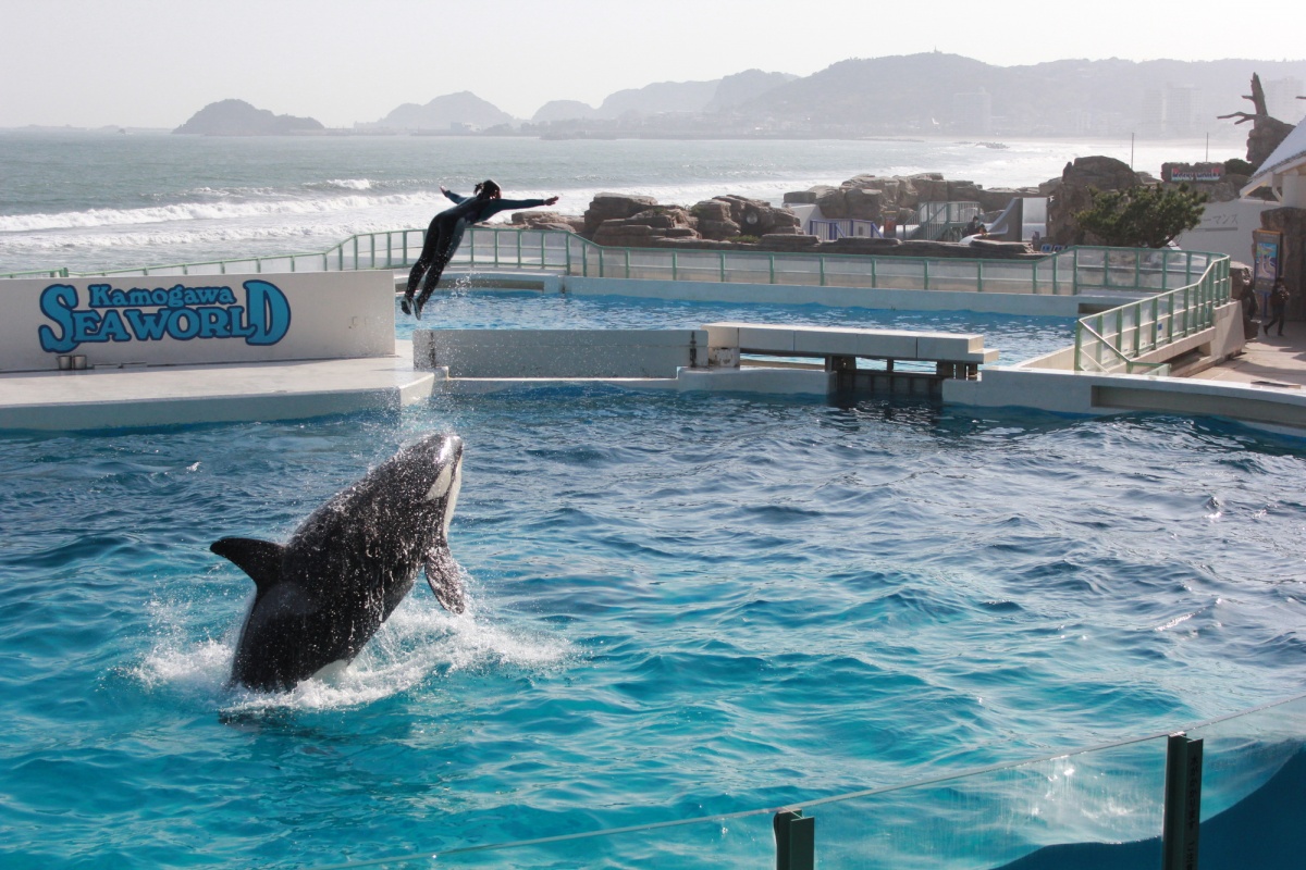 8. พิพิธภัณฑ์สัตว์น้ำคาโมงาวะ (Kamogawa Seaworld)