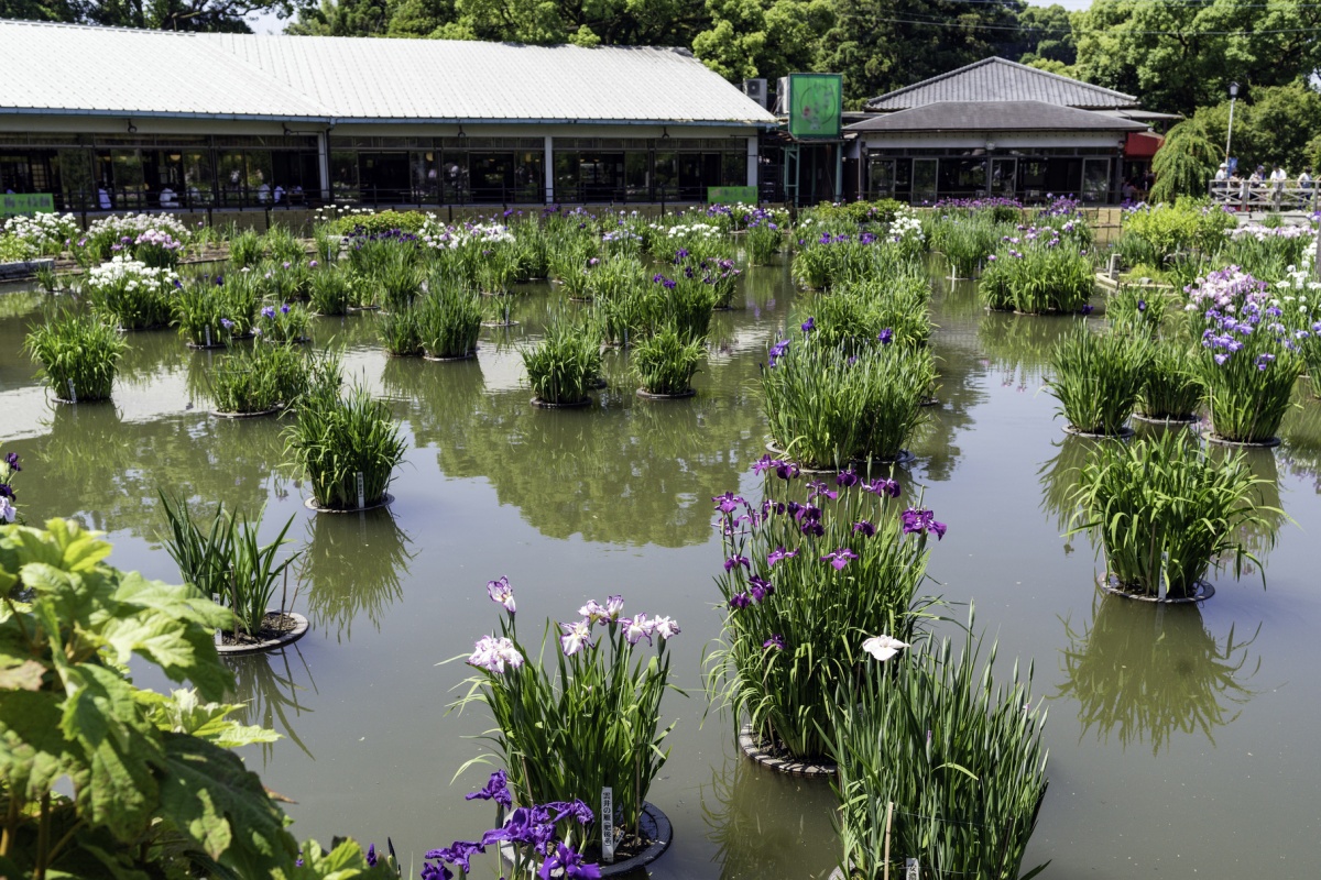 12. ศาลเจ้าดาไซฟุ จังหวัดฟุกุโอกะ (Dazaifu Tenmangu Shrine, Fukuoka)