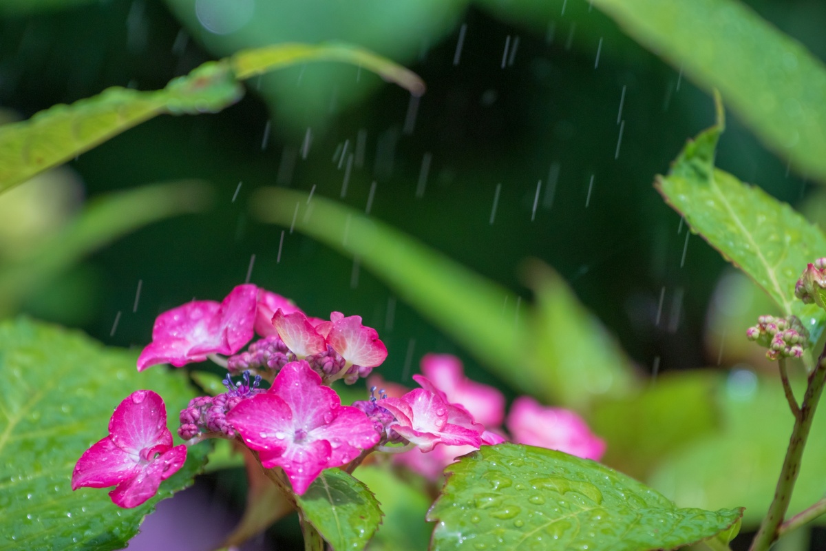 關於日本的梅雨