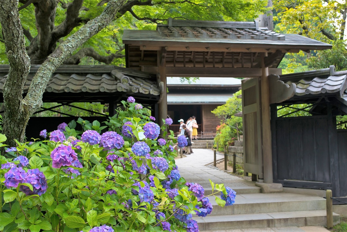 漫步鎌倉古城，尋找寺廟或美術館