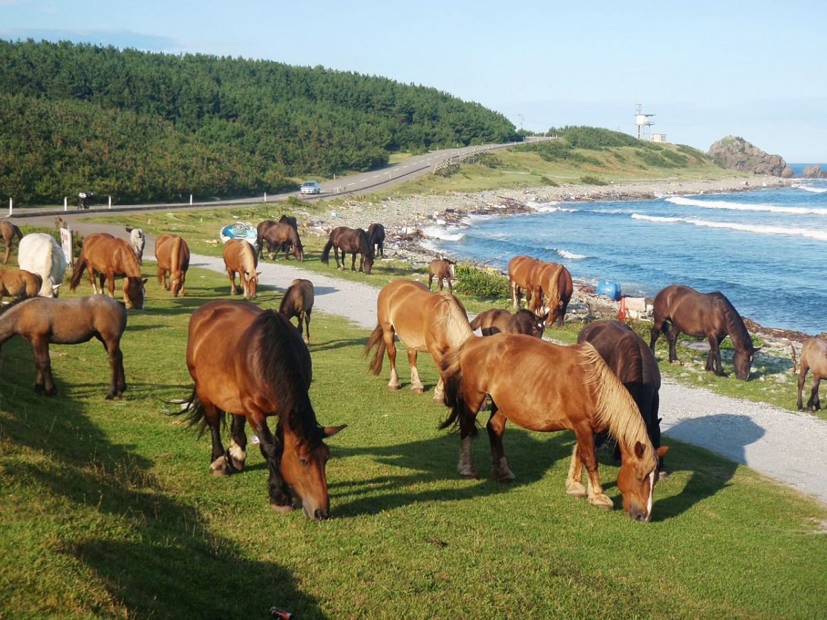 9. แหลมชิริยาซากิ จ.อาโอโมริ (Cape Shiriyazaki, Aomori)