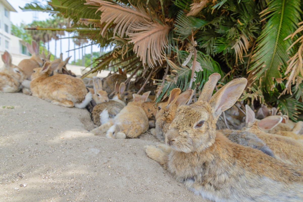 เกาะโอคุโนะชิมะ (Okunoshima Island)