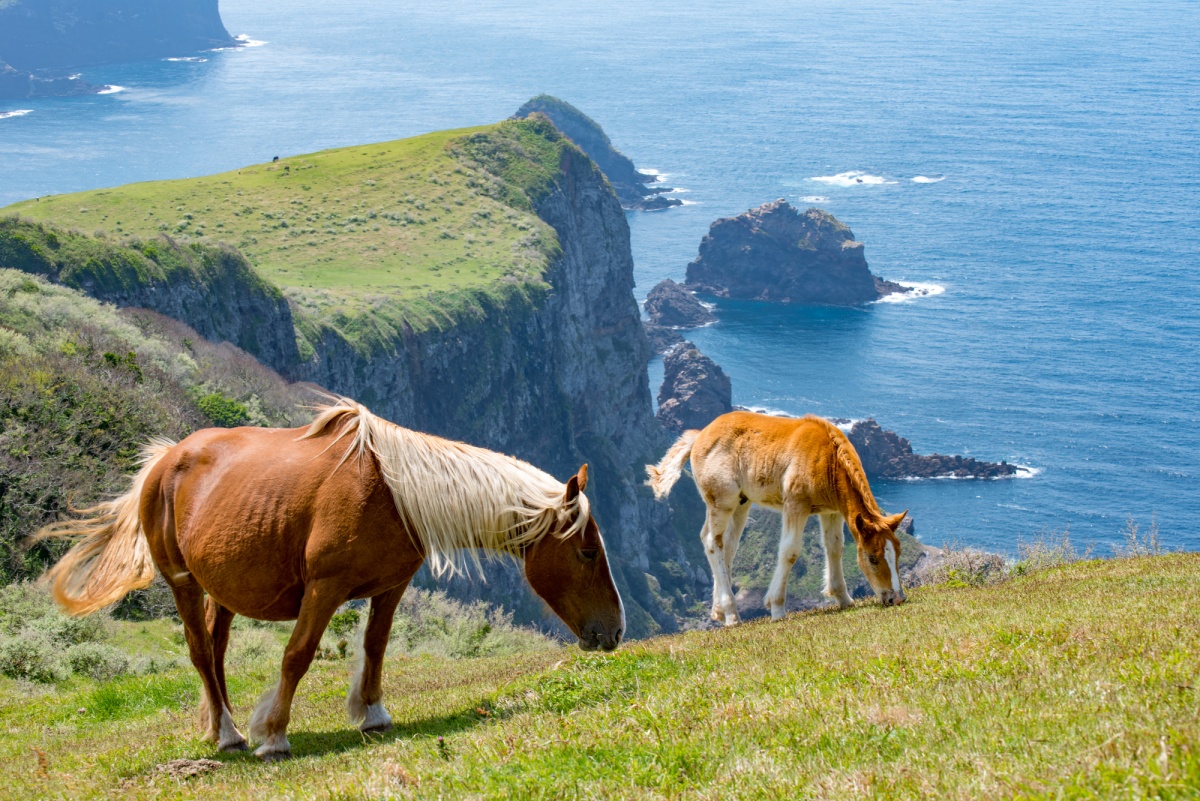 7. ชายฝั่งคุนิกะ จ.ชิมาเนะ (Kuniga Kaigan coast, Shimane)